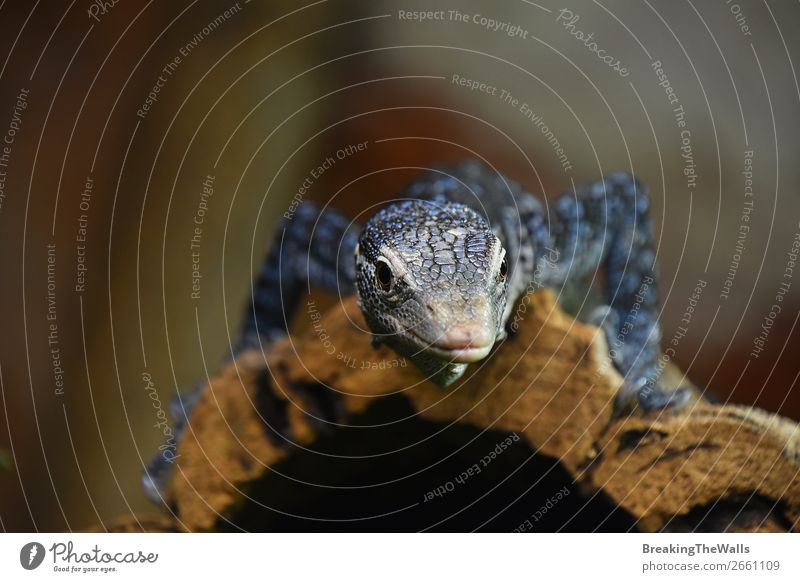 Nahaufnahme des blau getupften Baummonitors Erholung Natur Tier Felsen Wildtier Tiergesicht Zoo 1 Stein gepunktet Kofferraum Varanus Makraei ruhen Leguanidae