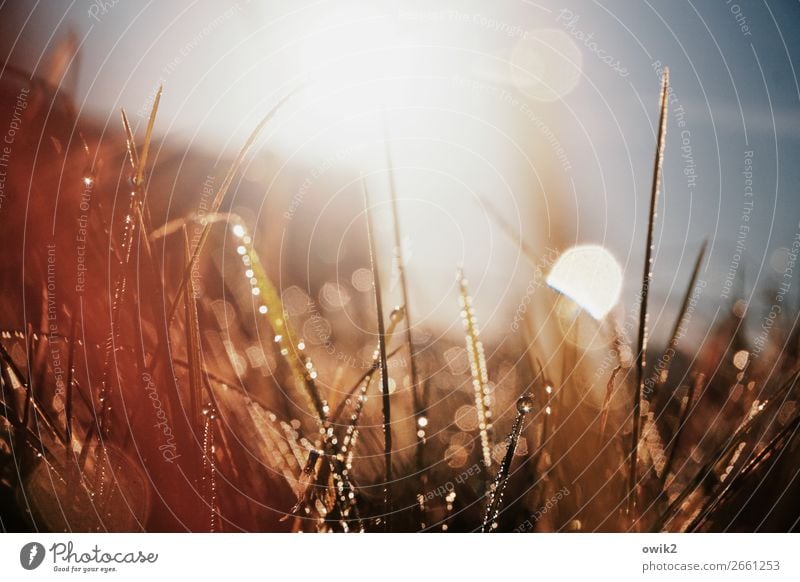 Fußmatte Umwelt Natur Pflanze Wassertropfen Wolkenloser Himmel Herbst Gras Halm Wiese glänzend leuchten hell klein nah nass Spitze stachelig unten ruhig Idylle