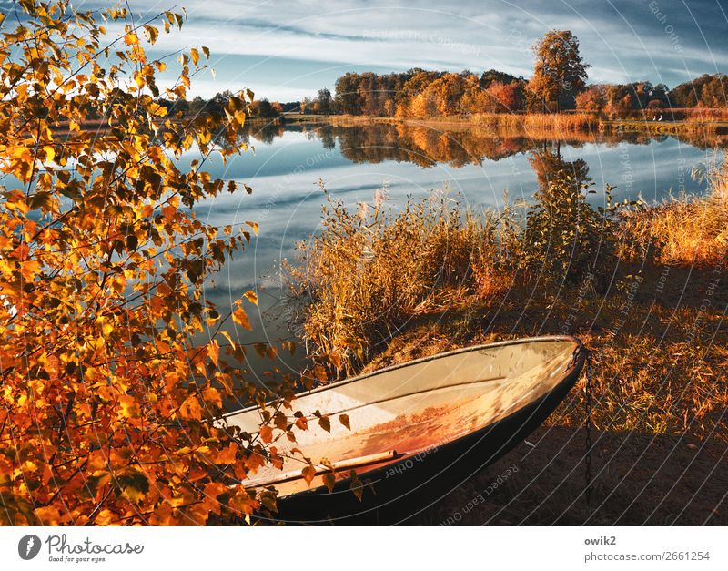 Ausgemustert Umwelt Natur Landschaft Pflanze Himmel Wolken Horizont Herbst Schönes Wetter Baum Gras Sträucher Blatt Seeufer Fischerboot Kahn Metall leuchten alt