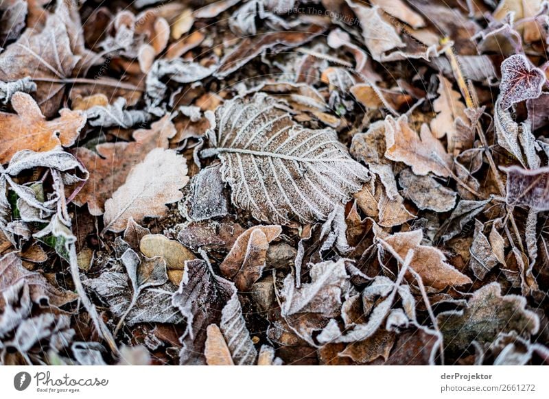 Raureif auf Blättern Berlin Ausflug Natur Umwelt Sightseeing Pflanze Herbst Schönes Wetter Akzeptanz Herbstlaub Herbstfärbung herbstlich Naturerlebnis Farbfoto