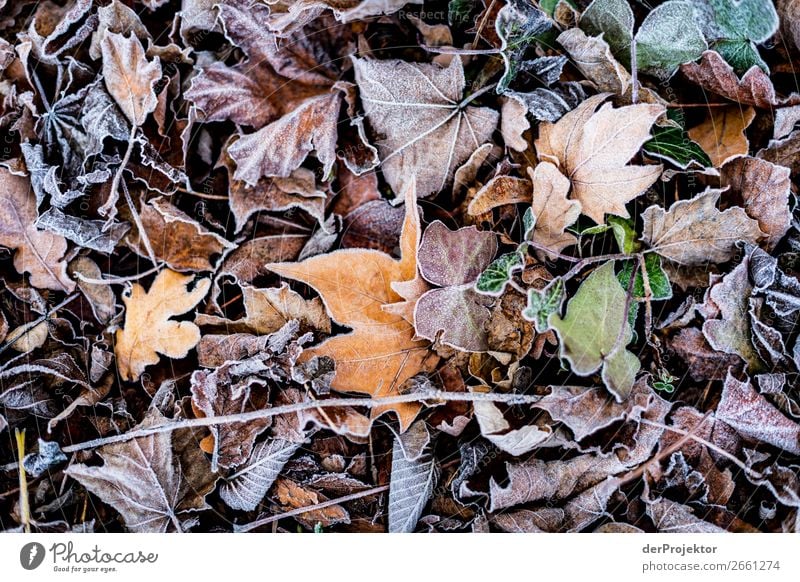 Raureif auf Blättern Berlin Ausflug Natur Umwelt Sightseeing Pflanze Herbst Schönes Wetter Akzeptanz Herbstlaub Herbstfärbung herbstlich Naturerlebnis Farbfoto