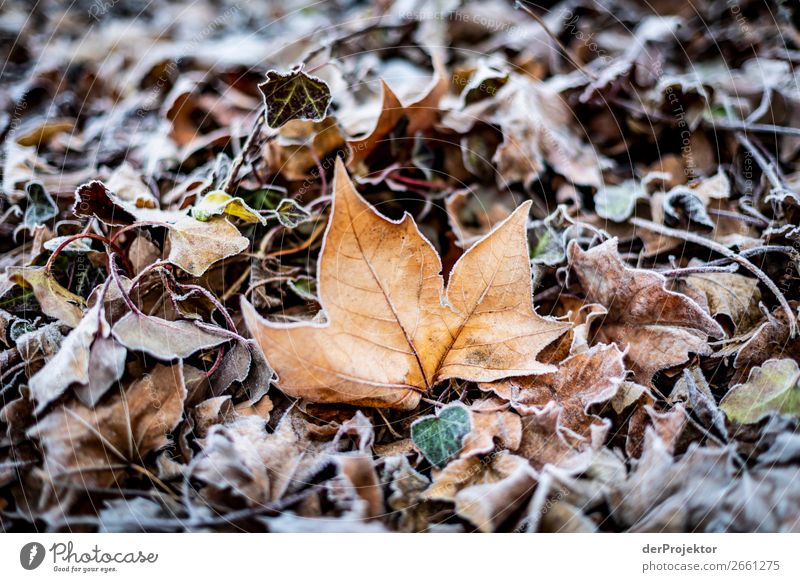 Raureif auf Blättern Berlin Ausflug Natur Umwelt Sightseeing Pflanze Herbst Schönes Wetter Akzeptanz Herbstlaub Herbstfärbung herbstlich Naturerlebnis Farbfoto