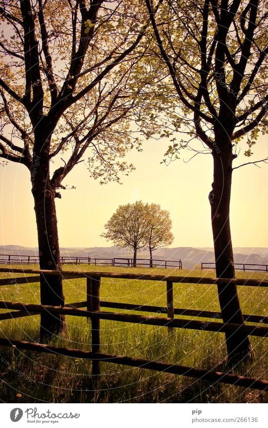 bäume unter sich Natur Landschaft Sommer Schönes Wetter Baum Gras Wiese Hügel ruhig Trauer Zusammenhalt paarweise 2 Zaun Pferch äste Blatt Horizont Ferne