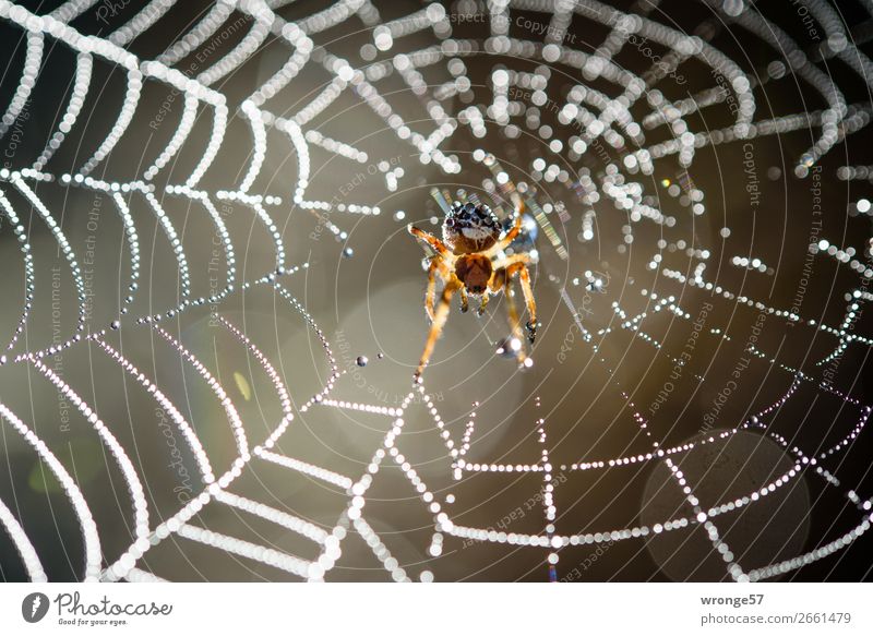 Spinne in ihrem Netz Tier Wildtier 1 warten klein listig nah braun weiß Spinnennetz Wassertropfen Sonnenaufgang Gegenlicht Wiese Makroaufnahme Querformat