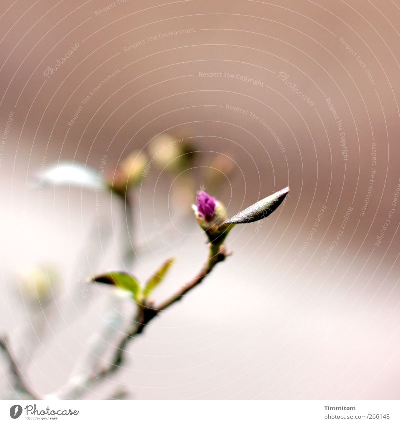 ...verhalten, irgendwie Pflanze Blatt Blüte Blühend Wachstum ästhetisch einfach grün violett Gefühle Vorfreude Vergänglichkeit Blütenknospen Farbfoto