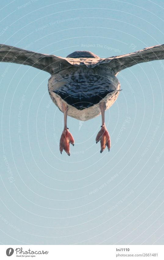 Möwe, Hinterteil Wildtier Vogel Seevogel Flügel 1 Tier blau braun grau rosa schwarz weiß fliegen Rückansicht Feder Tierfuß himmelblau Herbst Juist Abschied