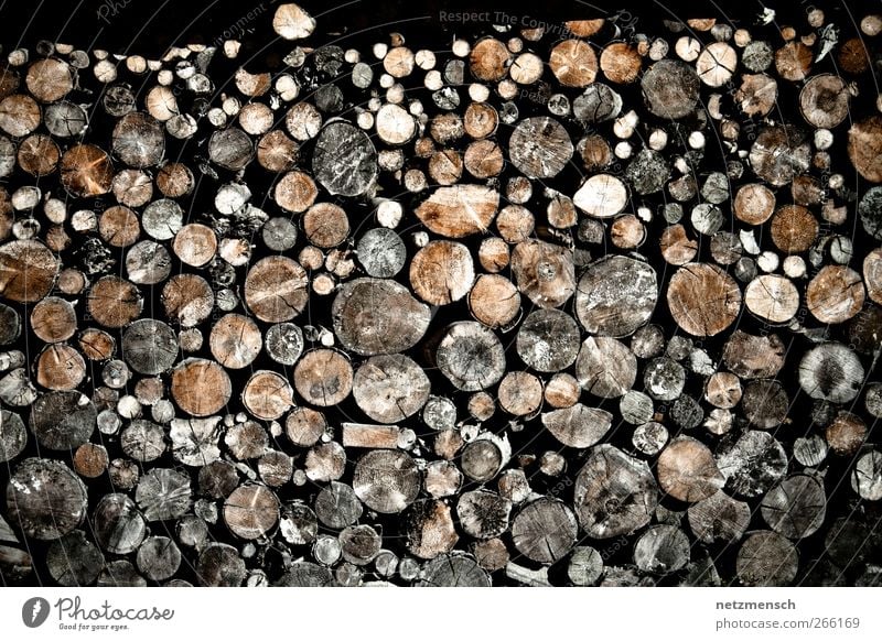 Holzstapel Umwelt Natur Baum alt trocknen trocken Brennholz Farbfoto Gedeckte Farben Außenaufnahme Tag Licht Kontrast Zentralperspektive