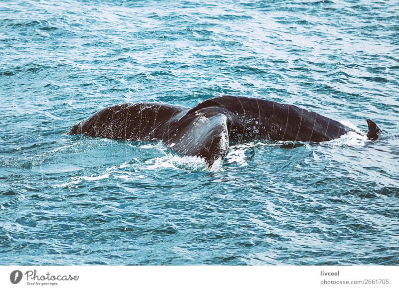 Buckelwal an der australischen Küste Leben Ferien & Urlaub & Reisen Ausflug Meer Natur Tier Wasserfahrzeug Wildtier 1 blau Wal Australien Tierwelt fantastisch