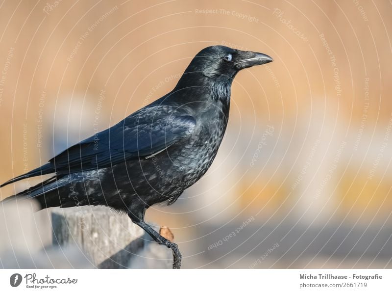 Krähe im Sonnenschein Natur Tier Sonnenlicht Schönes Wetter Wildtier Vogel Tiergesicht Flügel Krallen Rabenvögel Kolkrabe Schnabel Feder 1 Zaun beobachten