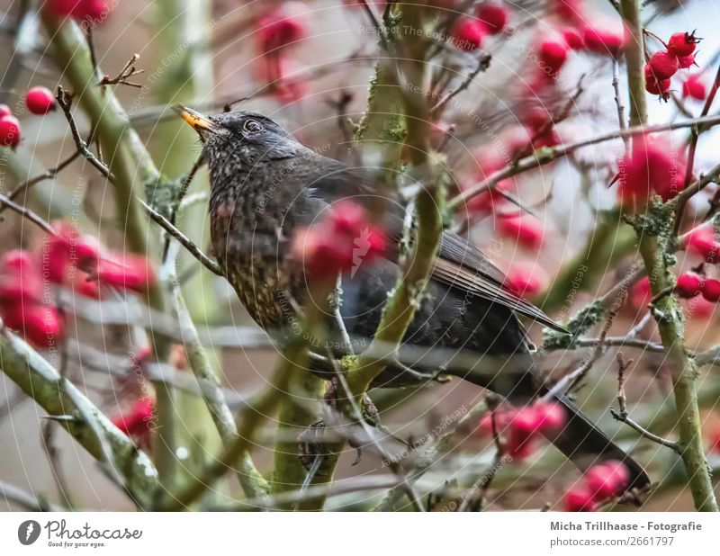 Amsel im Beerenstrauch Natur Tier Sonnenlicht Schönes Wetter Sträucher Beerensträucher Wildtier Vogel Tiergesicht Flügel Krallen Schnabel Feder 1 beobachten