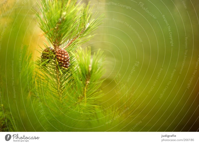 Wald Umwelt Natur Landschaft Pflanze Wildpflanze Wachstum natürlich grün Kiefer Zapfen Farbfoto Außenaufnahme Textfreiraum rechts Unschärfe