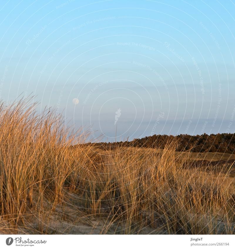 early moon Ferien & Urlaub & Reisen Freiheit Strand Insel Umwelt Natur Landschaft Pflanze Sand Himmel Mond Frühling Schönes Wetter Gras Dünengras Nordsee