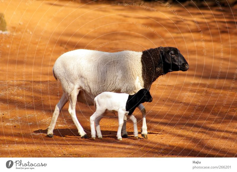 Schafsfamilie Natur Tier 2 Tierjunges Tierfamilie Bewegung Blick stehen Zusammensein natürlich niedlich feminin schwarz weiß Sicherheit Schutz Geborgenheit