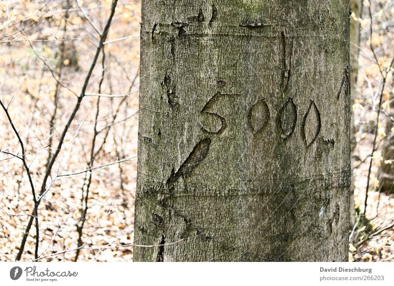 Volkszählung Natur Pflanze Herbst Baum Wald Holz Zeichen Ziffern & Zahlen 5000 Bestandsaufnahme Baumrinde Baumstamm geschnitzt hell zählen Farbfoto