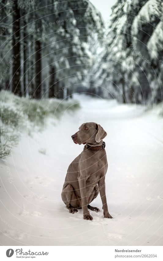 Winterspaziergang Ferien & Urlaub & Reisen Ausflug Freiheit Winterurlaub Natur Landschaft Klima Wetter Eis Frost Schnee Baum Wald Wege & Pfade Tier Haustier