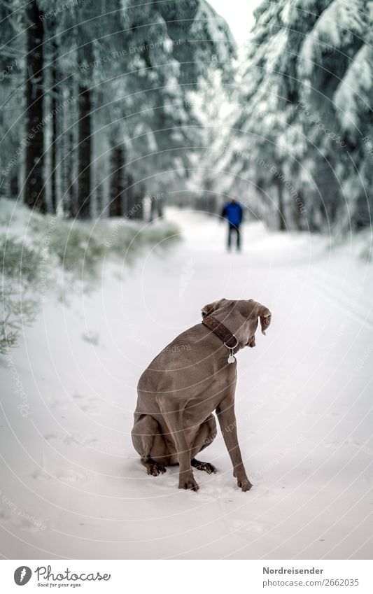 Wer stört? Ausflug Winter Schnee Winterurlaub wandern Wintersport Skifahren Mensch Natur Landschaft Klima Eis Frost Baum Wald Straße Wege & Pfade Tier Haustier