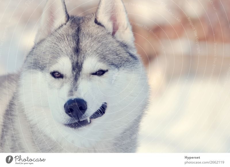 Blinzelnder Hund. Hellgrauer und weißer lächelnder Husky-Hund Glück Winter Erwachsene Zähne lustig niedlich Zwinkern Kopf fluffig Tanne Auge Licht festlich