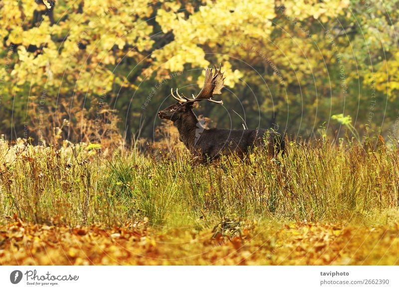 schöner Damhirsch im Herbstwald Spielen Jagd Mann Erwachsene Umwelt Natur Landschaft Tier Baum Gras Park Wald groß natürlich wild braun grün Farbe Brachland