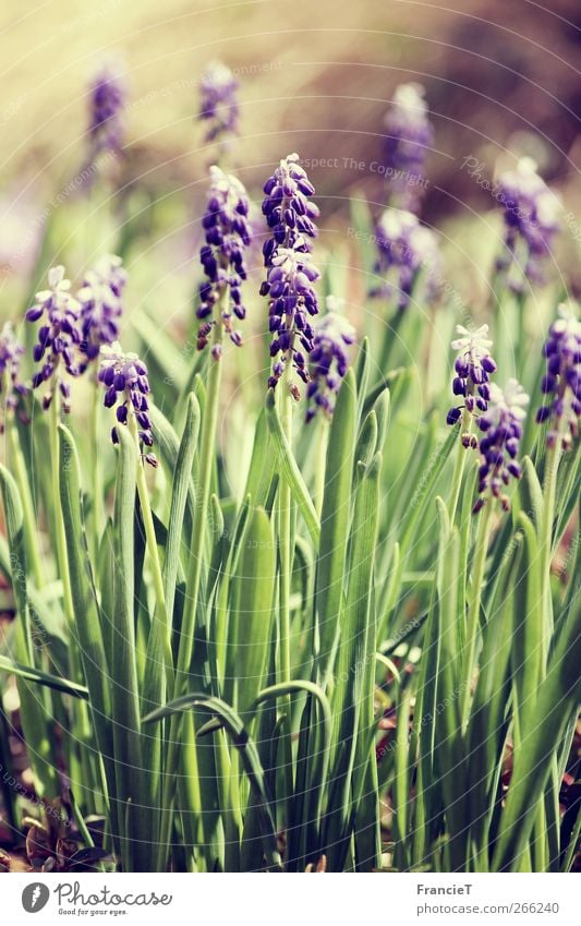 Hallo Frühling! Natur Pflanze Sonnenlicht Schönes Wetter Blume Blatt Blüte Traubenhyazinthe Garten Park Blühend Duft leuchten träumen frisch lang natürlich