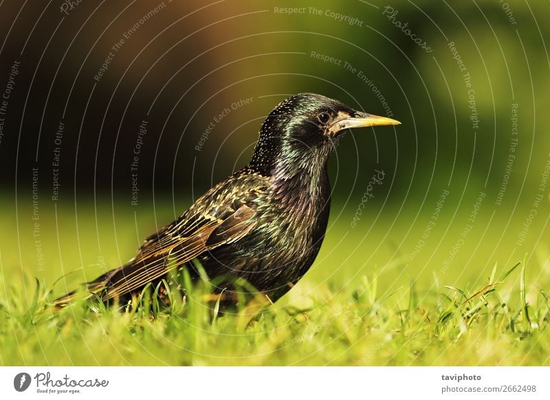 Großer gemeinsamer Star schön Garten Mann Erwachsene Natur Tier Gras Park Wiese Vogel natürlich wild grau schwarz Farbe allgemein Sturnus vulgaris gefleckt