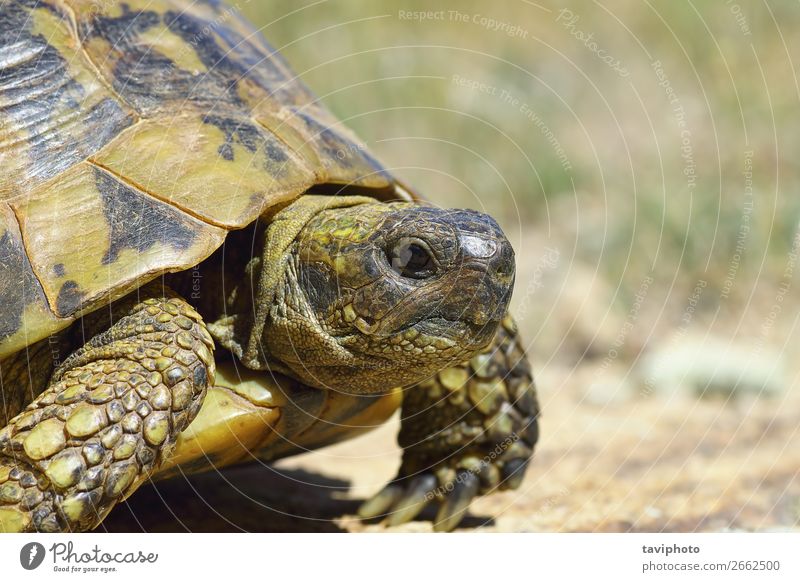 griechische turtouise Nahaufnahme, Seitenansicht Natur Tier alt natürlich wild Schildkröte Griechen testudo Reptil Tierwelt Lebensraum Umwelt Tiermotive