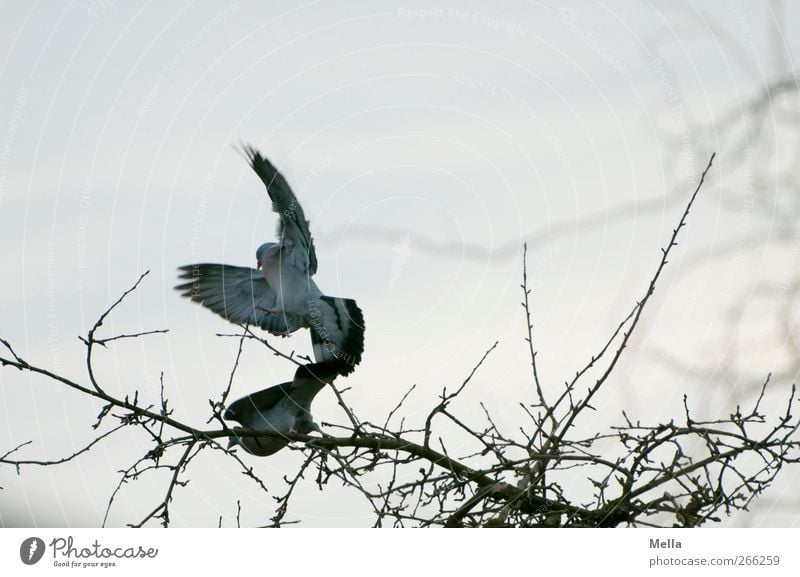 Frühlingsgefühle Umwelt Natur Tier Baum Ast Vogel Taube 2 Tierpaar Brunft fliegen natürlich Fortpflanzung vertreiben dominant Farbfoto Außenaufnahme