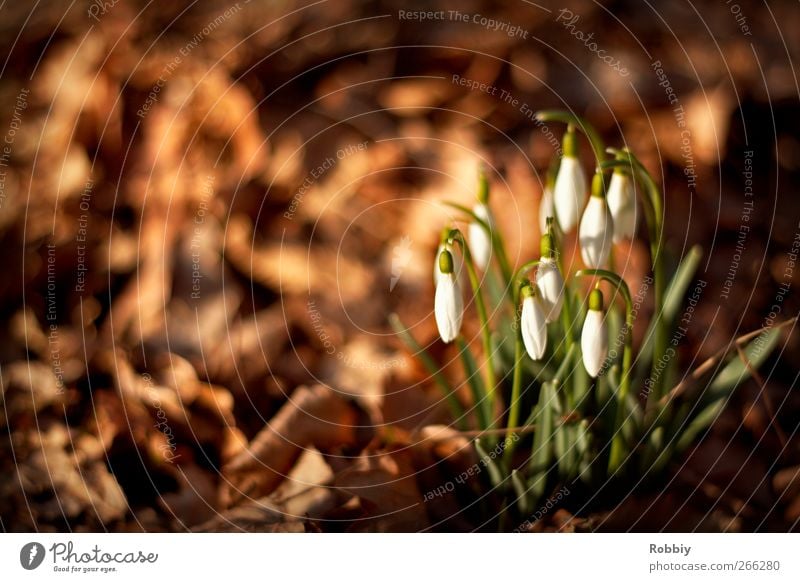 Mal wieder ein Schneeglöckchen Natur Pflanze Frühling Herbst Blume Park natürlich braun grün Frühlingsblume Frühlingsgefühle Frühlingstag Farbfoto Außenaufnahme