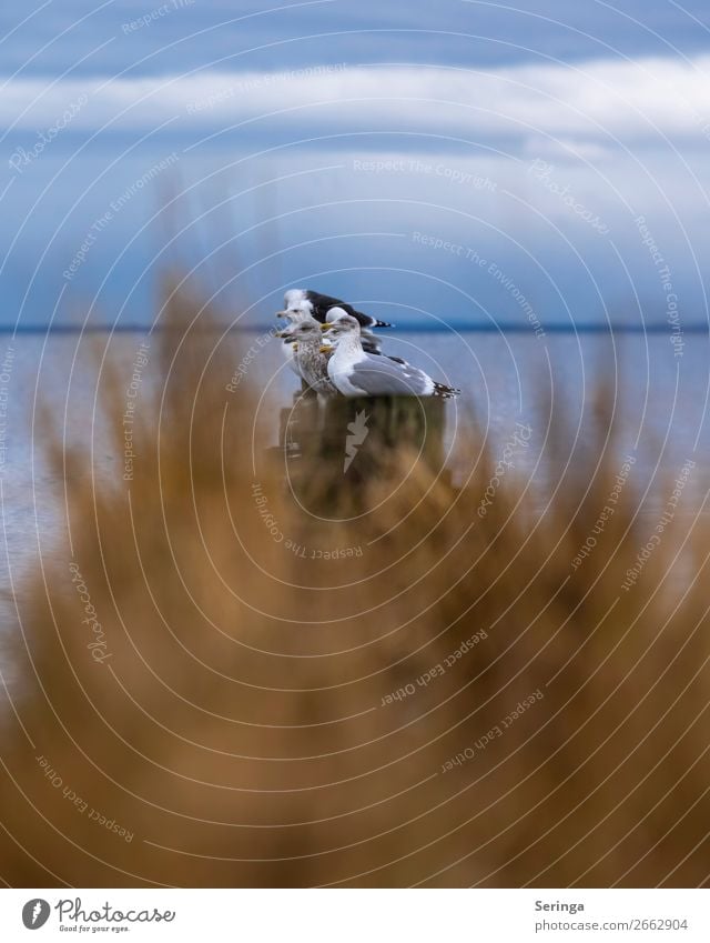 Aufgereiht Tier Wildtier Vogel Tiergesicht Flügel Tiergruppe fliegen Möwe Möwenvögel Lachmöwe Wasser Farbfoto Gedeckte Farben mehrfarbig Außenaufnahme