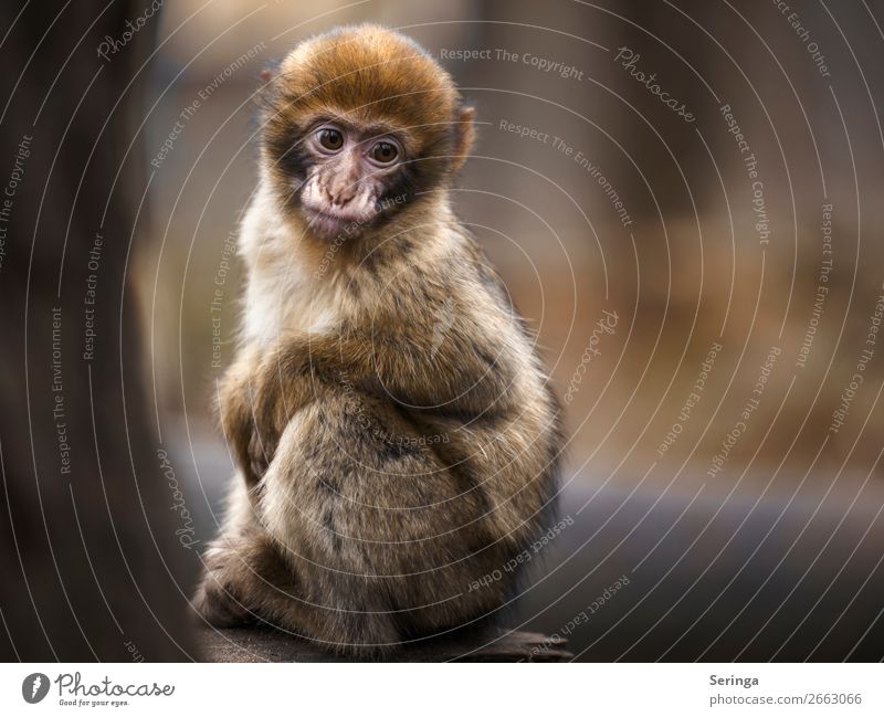 Wo ist meine Mutti Tier Wildtier Tiergesicht Fell Pfote Zoo 1 Tierjunges Blick Traurigkeit Äffchen Affen Farbfoto Gedeckte Farben mehrfarbig Außenaufnahme