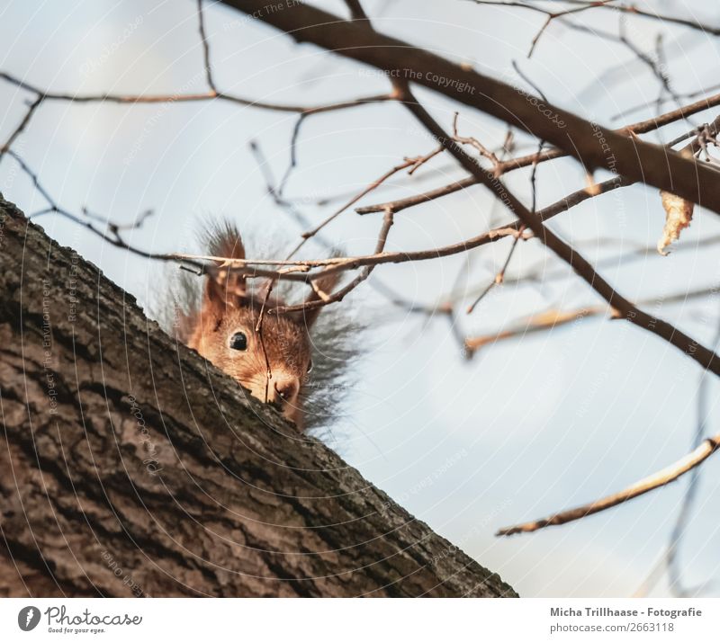 Kleiner Beobachter Natur Tier Himmel Sonnenlicht Schönes Wetter Baum Wald Wildtier Tiergesicht Fell Eichhörnchen Ohr Auge Nase 1 beobachten Blick lustig nah