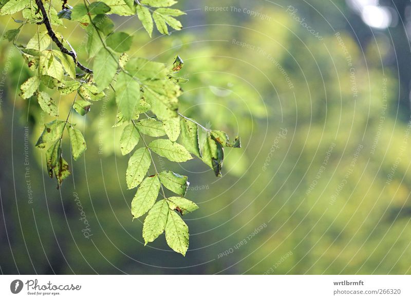 60 Blätter Natur Sommer Herbst Pflanze Baum Blatt Grünpflanze saftig gelb grün ruhig Zufriedenheit Erholung Umwelt Farbfoto Außenaufnahme Detailaufnahme