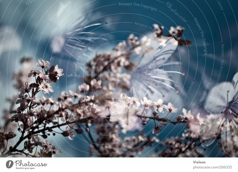 Hanami Natur Pflanze Baum Blüte rosa Zierkirsche Japanische Blütenkirsche Prunus Rosengewächse Doppelbelichtung Farbfoto Außenaufnahme Experiment Unschärfe