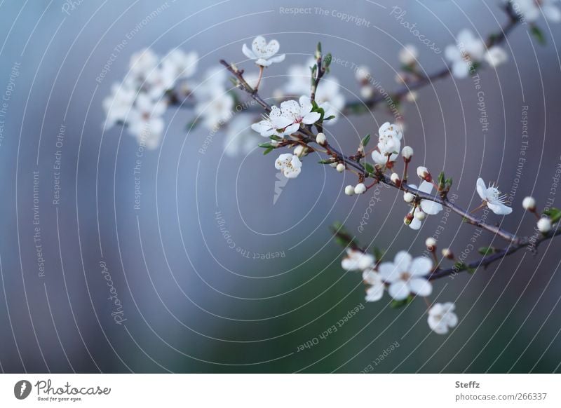 Neuanfang im Frühling Kirschblüten Frühlingserwachen weiße Blüten Frühlingsblüte Jungpflanze blühen April Frühlingstag Zweig Blütenblatt Blühend dezent