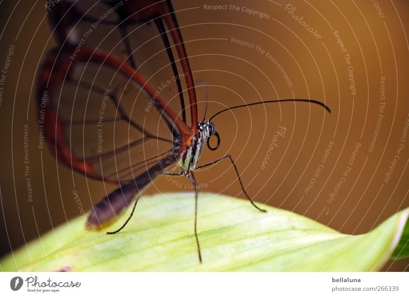 Greta Natur Pflanze Blatt Grünpflanze Wildpflanze Tier Wildtier Schmetterling Tiergesicht Flügel 1 ästhetisch außergewöhnlich elegant exotisch schön natürlich