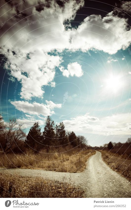 Things behind the sun Umwelt Natur Landschaft Urelemente Luft Himmel Wolken Sonne Sonnenlicht Frühling Wetter Schönes Wetter Pflanze Baum Feld Wald Straße