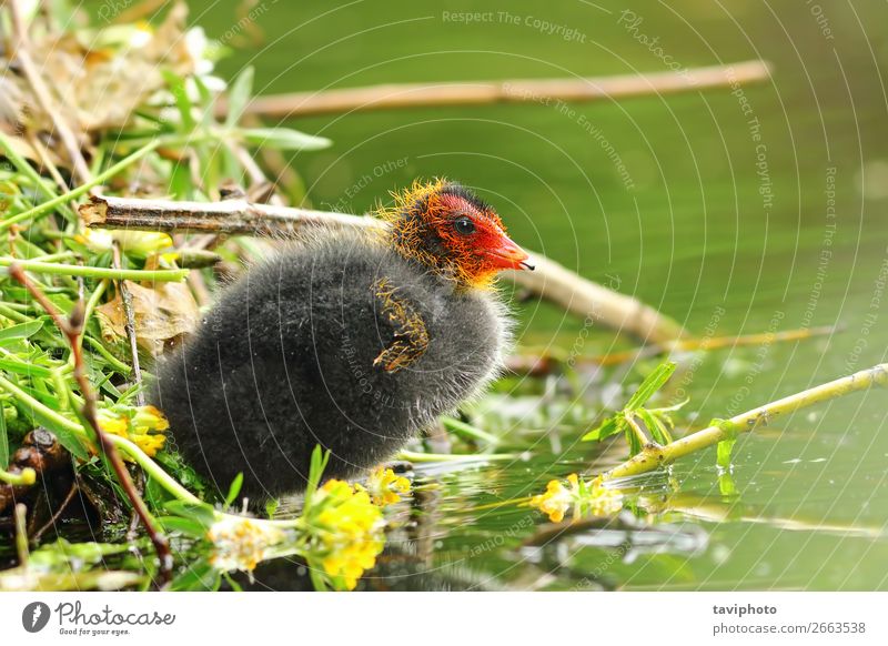 gemeines eurasisches Blässhuhn junges Küken in der Nähe des Nestes schön Baby Jugendliche Umwelt Natur Tier Teich See Vogel klein natürlich niedlich wild rot