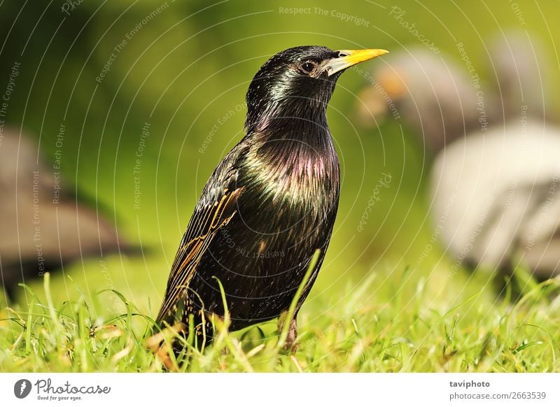 gemeinsamer europäischer Star auf dem Rasen schön Garten Natur Tier Gras Park Wiese Vogel natürlich wild grau grün schwarz Farbe Schnabel allgemein Tierwelt