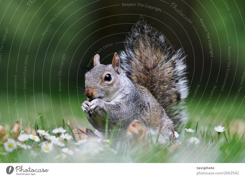 süßes graues Eichhörnchen auf Rasen stehend im Park Essen schön Garten Natur Tier Gras Pelzmantel füttern klein lustig natürlich niedlich wild braun grün