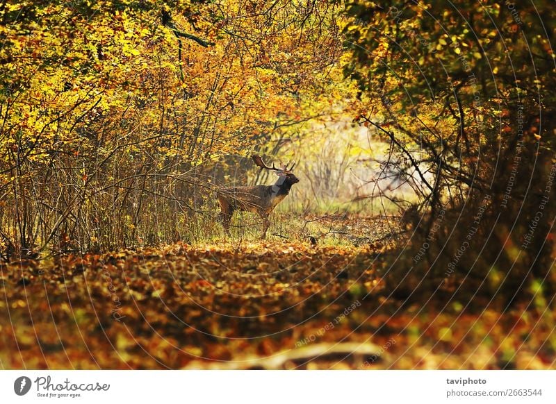 Hirschbock überquert Forststraße schön Leben Spielen Jagd Mann Erwachsene Umwelt Natur Landschaft Tier Herbst Blatt Wald Straße Wege & Pfade verblüht dreckig