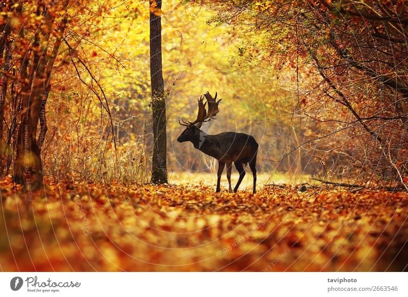 Hirsch im bunten Herbstwald schön Spielen Jagd Mann Erwachsene Umwelt Natur Tier Baum Gras Blatt Park Wald Straße natürlich wild braun gelb rot Farbe Hirsche