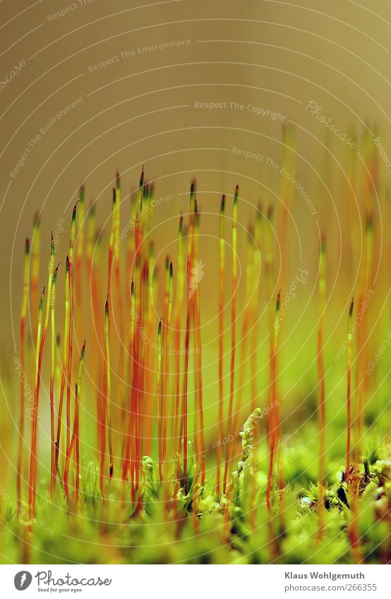 Bryophyta. Irgend ein wiederborstiges Moos, die Sporenträger sind recht starr, obwohl sie so zierlich sind. Umwelt Natur Pflanze Frühling schön grün rot