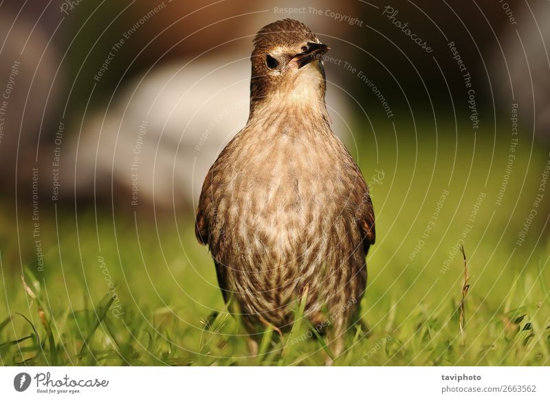 junger und neugieriger Volksstar schön Sommer Garten Jugendliche Umwelt Natur Tier Gras Park Vogel sitzen stehen klein natürlich niedlich wild braun grün