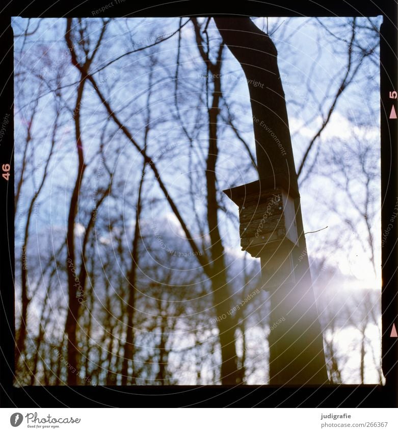 Baumhaus Umwelt Natur Landschaft Pflanze Himmel Winter Klima Garten Park Wald kalt Schutz Umweltschutz Nistkasten Häusliches Leben Farbfoto Außenaufnahme