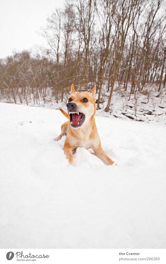 Wilder Hund 02 Natur Winter Eis Frost Schnee Baum Feld Tier Haustier Wildtier Wolf Dingo 1 Jagd kämpfen krabbeln Aggression bedrohlich Gesundheit rebellisch