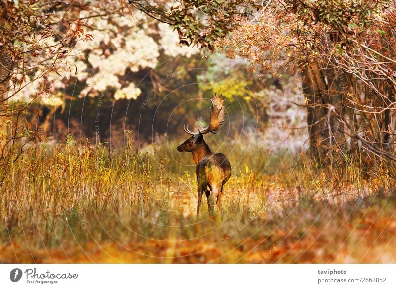 Damhirschbock in schöner Herbstwaldumgebung Jagd Mann Erwachsene Natur Landschaft Tier Baum Gras Blatt Park Wald stehen verblüht groß natürlich wild braun Farbe