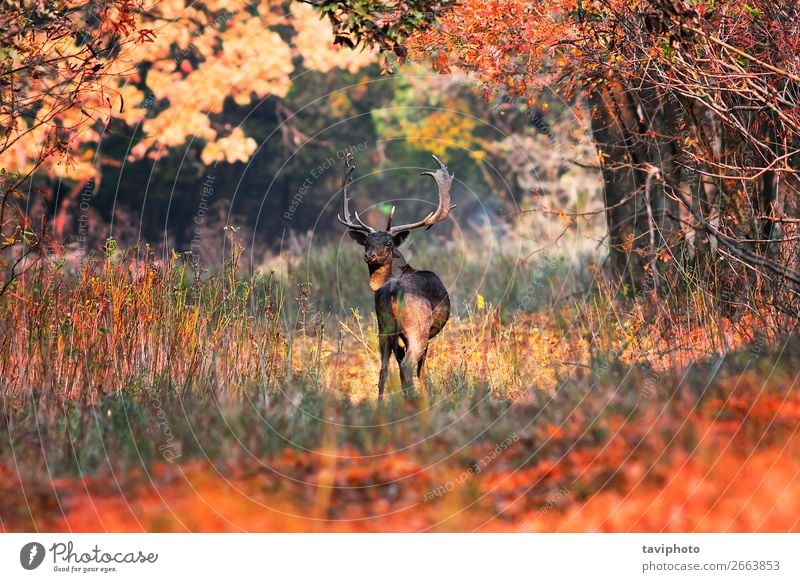 Damhirschbock in schöner Herbstlandschaft Spielen Jagd Mann Erwachsene Umwelt Natur Landschaft Tier Baum Gras Blatt Park Wald Straße Wege & Pfade Weiche stehen