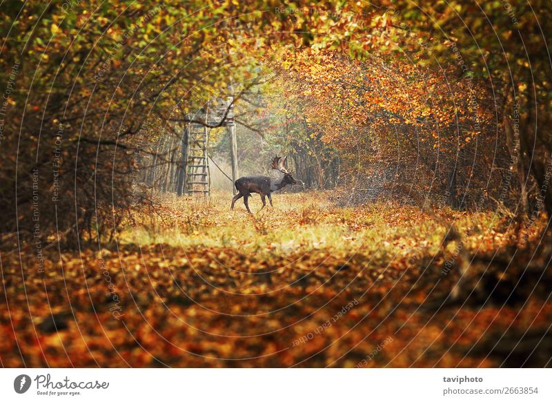 Damhirschbock auf Forststraße schön Spielen Jagd Mann Erwachsene Umwelt Natur Landschaft Tier Herbst Wald Straße Wege & Pfade verblüht natürlich wild braun grün