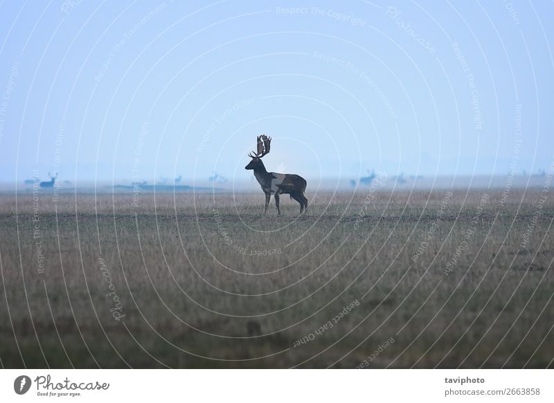 großer Damhirschbock in der Dämmerung schön Spielen Jagd Mann Erwachsene Umwelt Natur Landschaft Tier Herbst Nebel Park Wiese Wald Pelzmantel verblüht natürlich