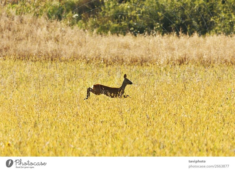 Rehwild springt auf Weizenfeld schön Spielen Jagd Sommer Frau Erwachsene Natur Landschaft Tier Gras Wiese springen natürlich niedlich Geschwindigkeit braun grün