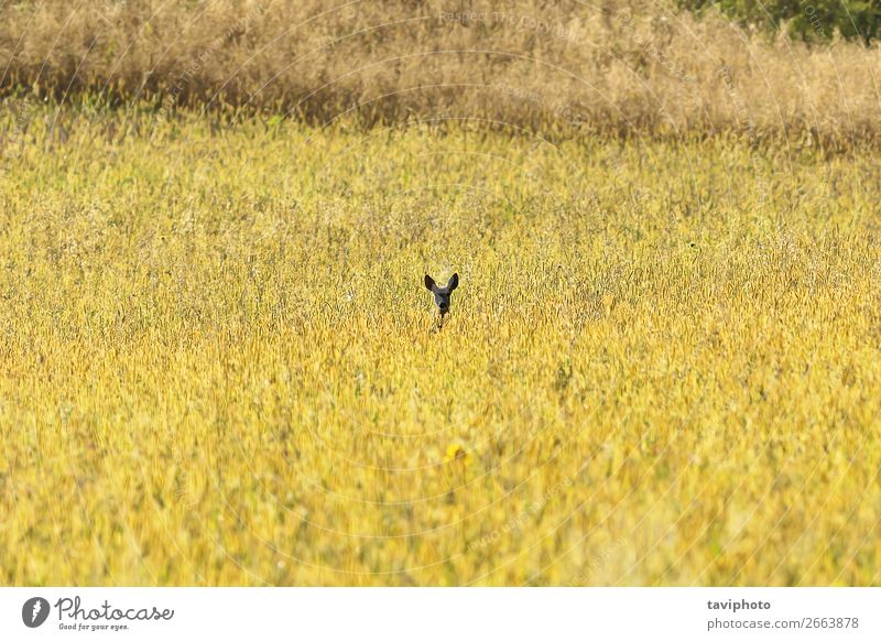 Rehwildbeobachtung vom Weizenfeld aus schön Spielen Jagd Sommer Frau Erwachsene Natur Landschaft Tier Wiese beobachten natürlich niedlich braun grün Rogen